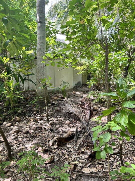 Gartenanlage Kihaa Maldives
