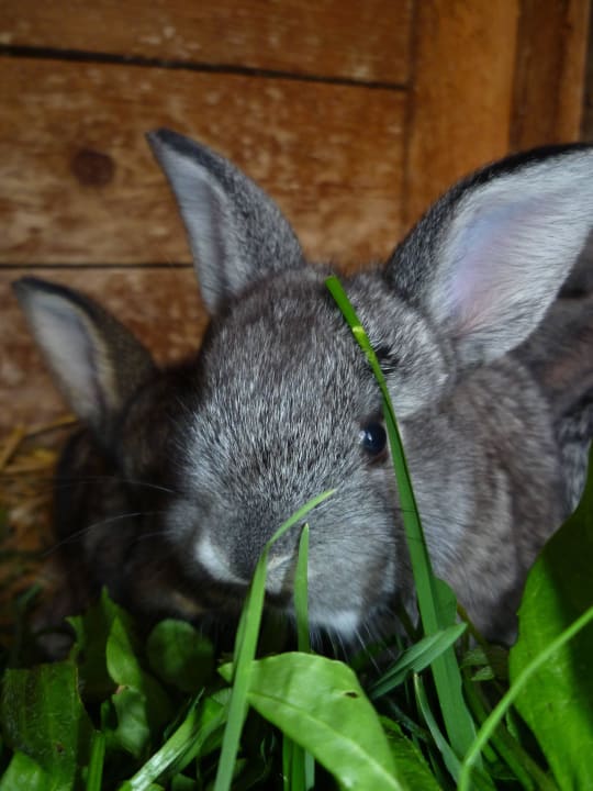 Hase Gästehaus Beim Hölzl