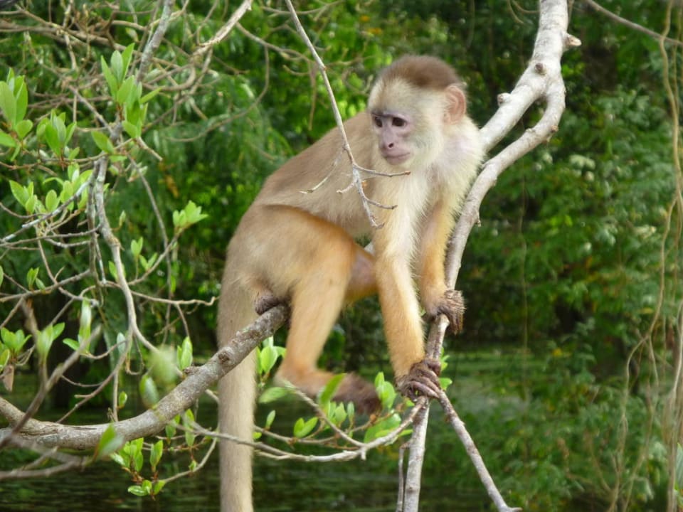 Freilebender Affe am Amazonas Hotel Go Inn Manaus