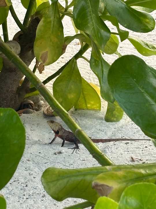 Strand Meeru Maldives Resort Island