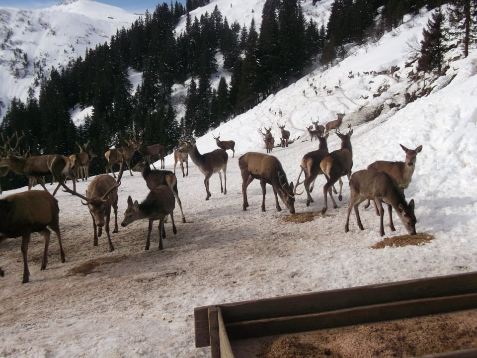 Endlich Futter nach dem langen Weg! Selina Bad Gastein