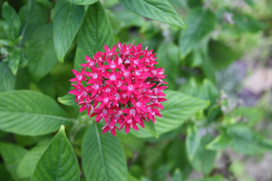 Die Flora von Kuramathi Kuramathi Maldives