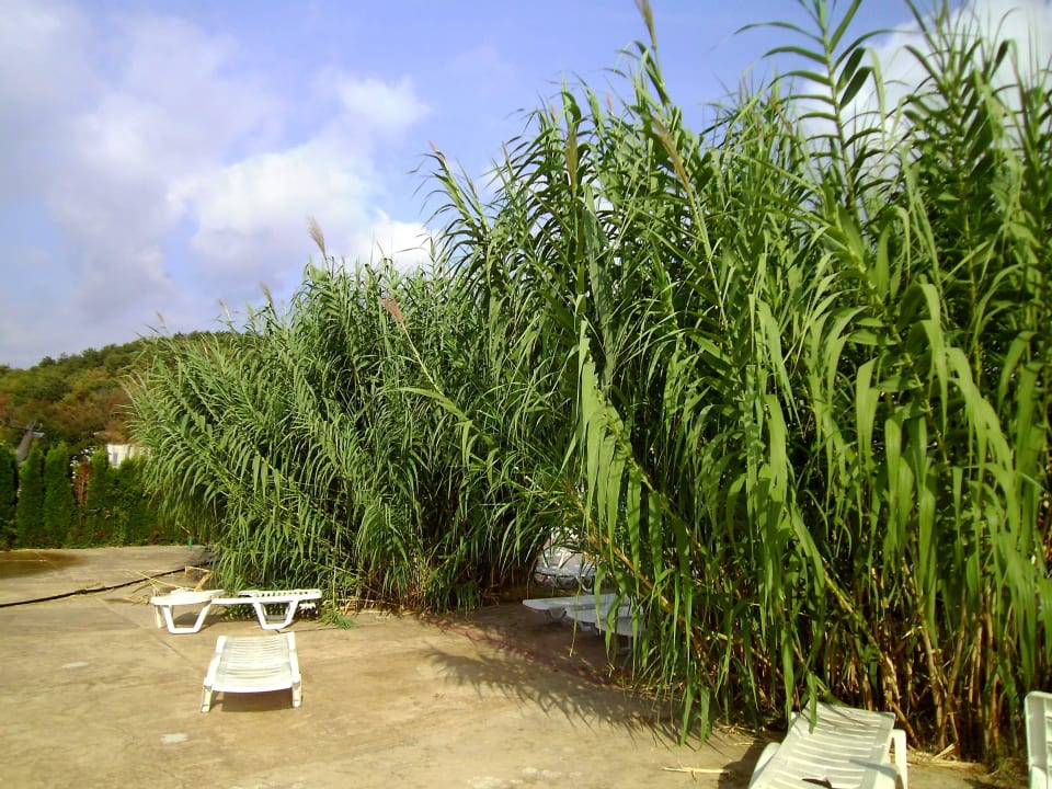 Bambus Royal Park Hotel & Aqua park