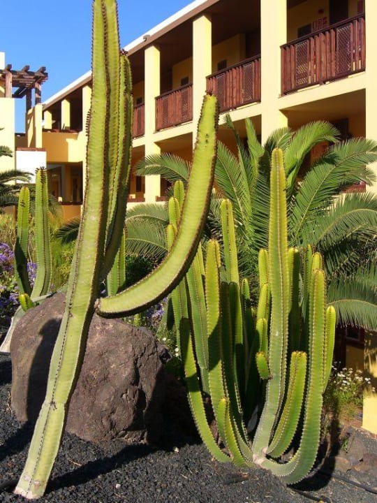 Gartenanlage Occidental Jandía Playa