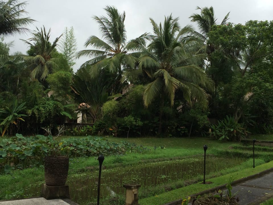 Gartenanlage  The Ubud Village Resort & Spa