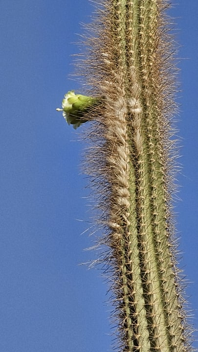 Sonstiges Shams Alam Beach Resort