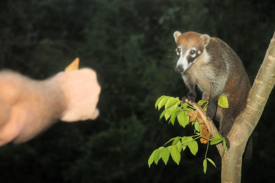 Nasenbären-Fütterung Sandos Playacar Select Club Adults only - All Inclusive