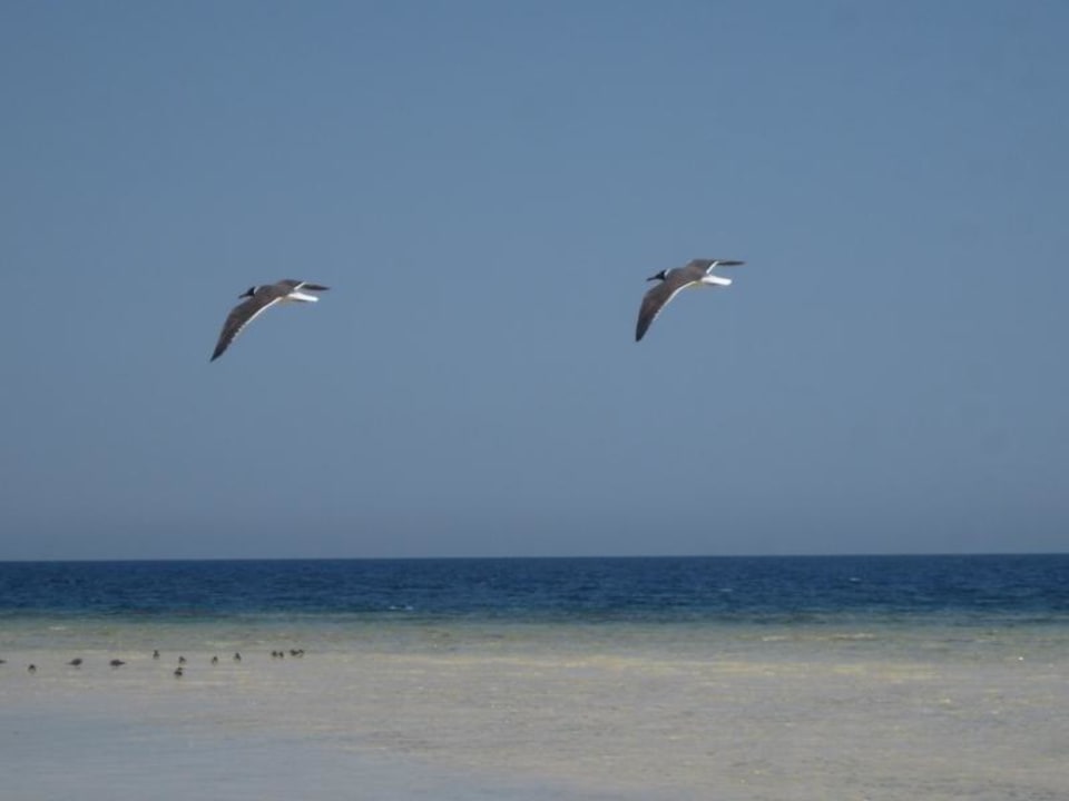 The red Sea Hotel Gorgonia Beach Resort