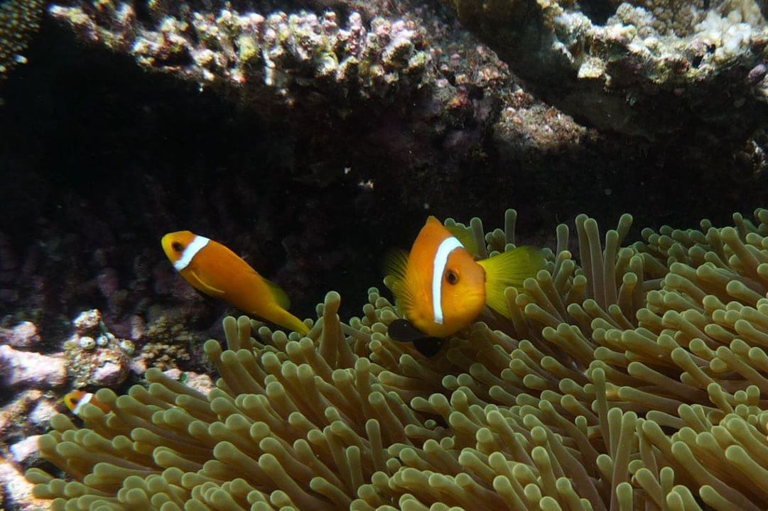 Unterwasserwelt - Anemonenfisch Angaga Island Resort