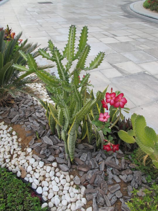 Kaktus Crowne Plaza Hotel Yas Island