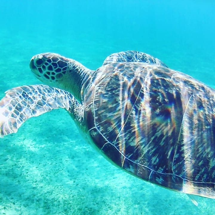 Strand Shams Alam Beach Resort