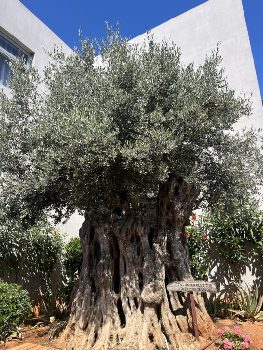 Gartenanlage Lyttos Beach Hotel