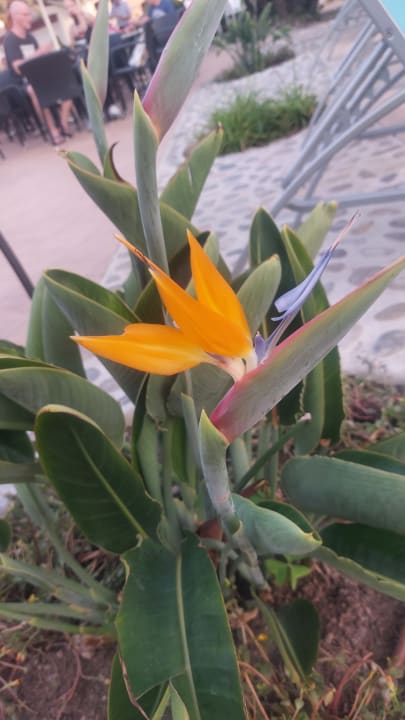 Gartenanlage Alcudia Garden Aparthotel