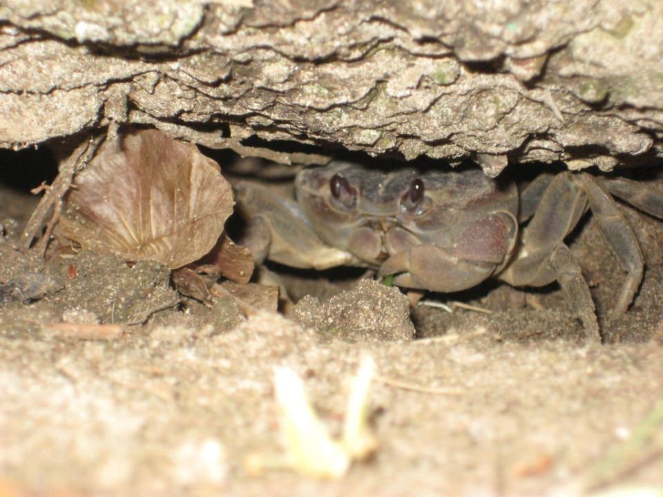 Krebs Hotel Grand Palladium Palace Resort, Spa & Casino