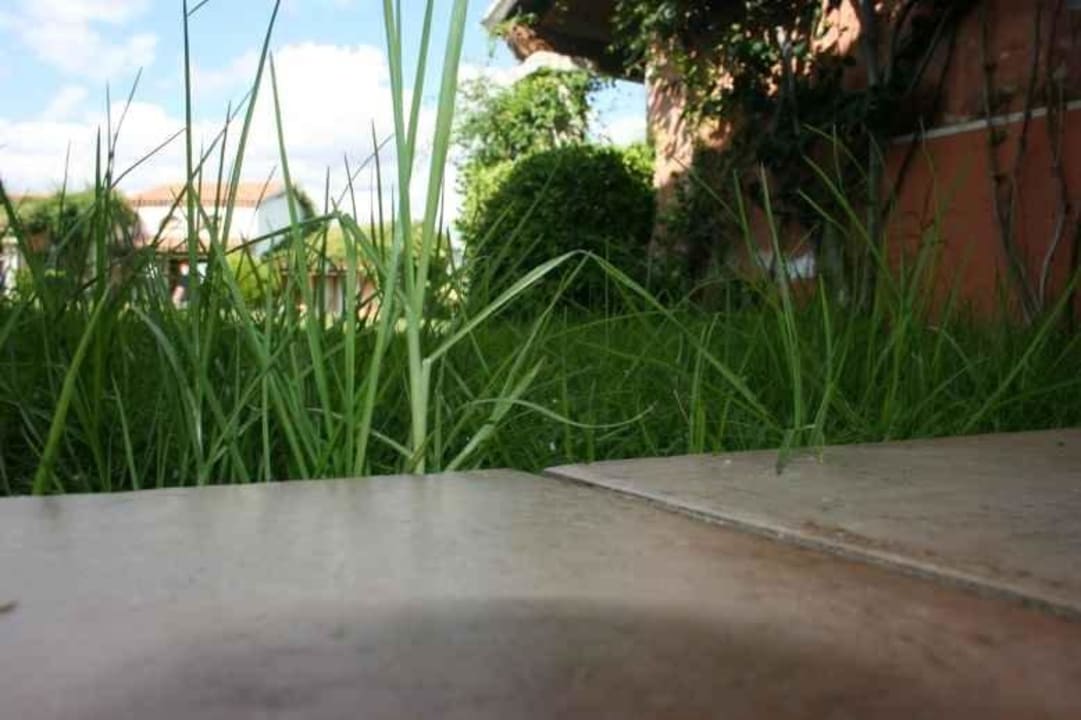 Wespen und anderes Getier hat sich wohl gefühlt TH San Teodoro - Liscia Eldi