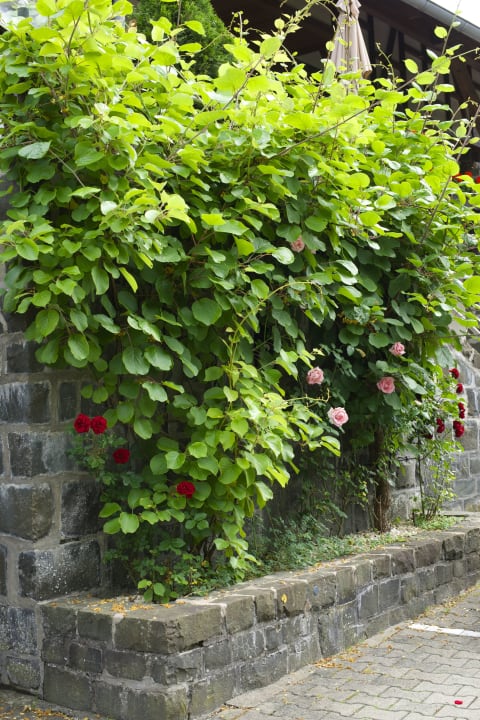 Rosenbeet Naturhotel Blaubach