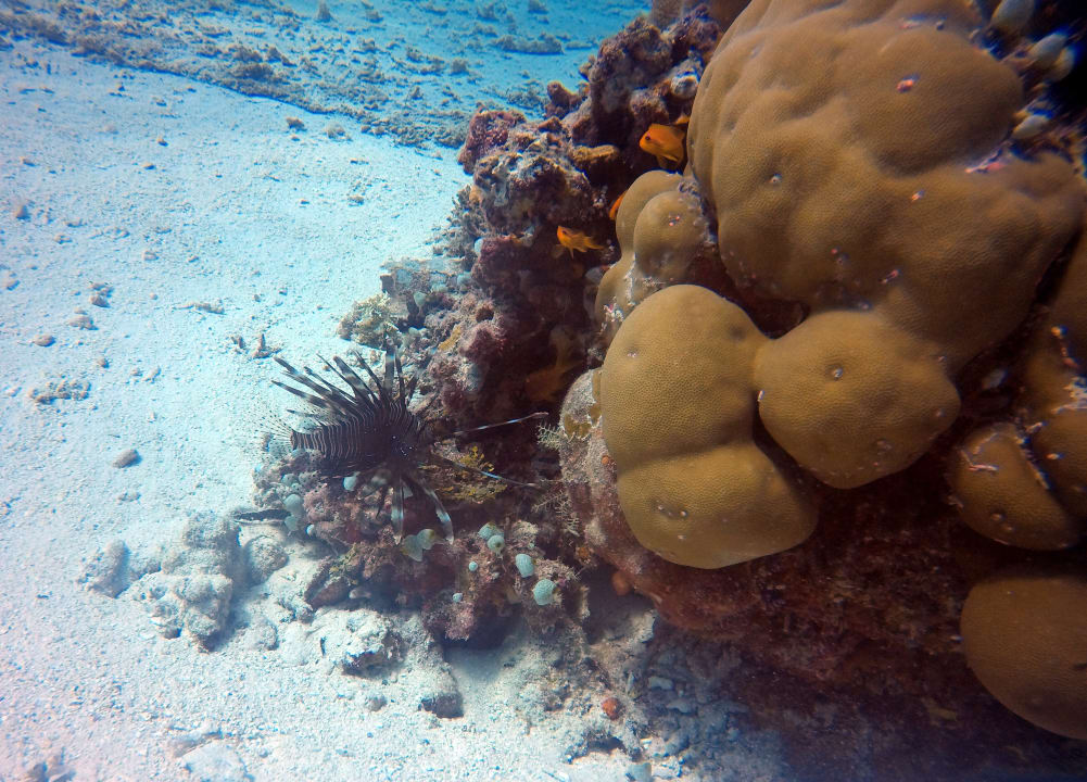 Sport & Freizeit aaaVeee Nature's Paradise