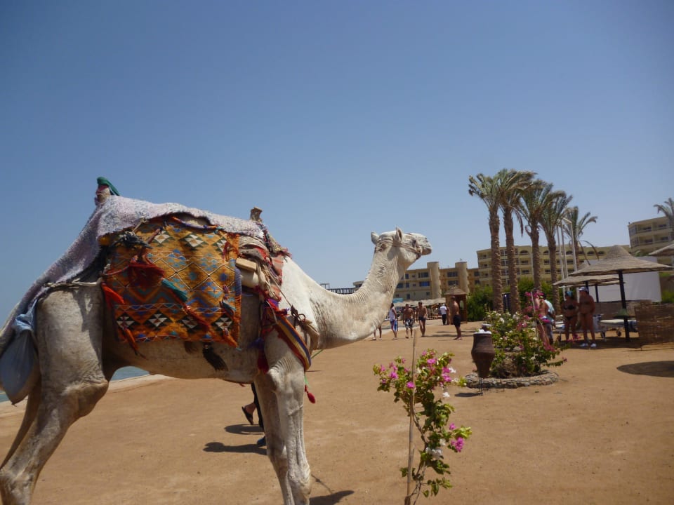 Верблюд Оскар Riviera Aqua Park Resort