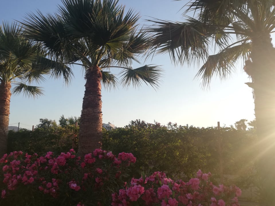 Gartenanlage Anissa Beach & Village