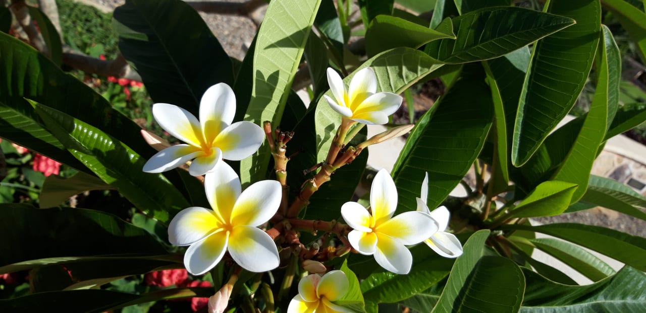 Gartenanlage Lazuli Hotel Marsa Alam
