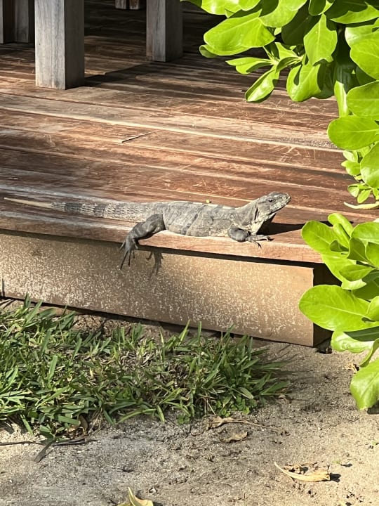 Gartenanlage Akumal Bay Beach & Wellness Resort