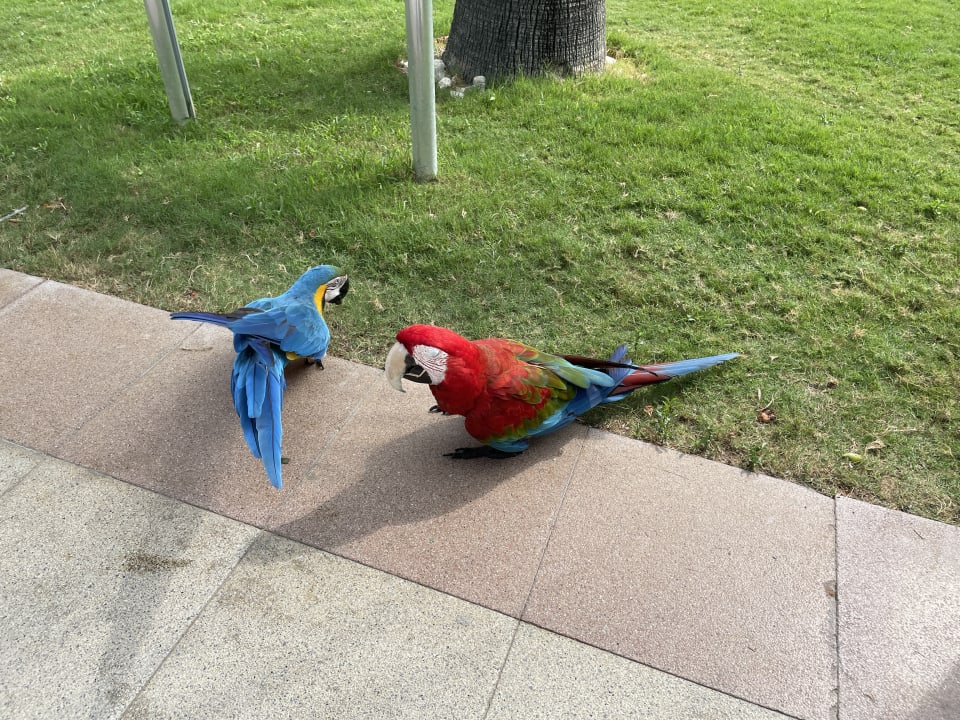 Gartenanlage Belek Beach Resort Hotel