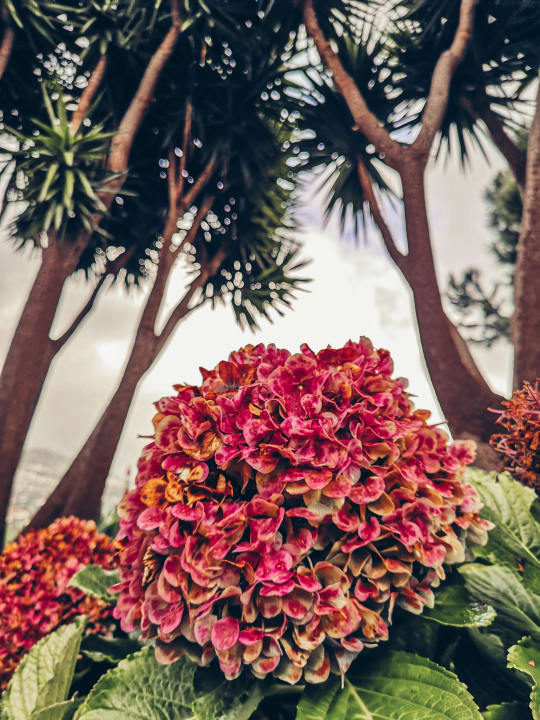 Gartenanlage Hotel Quinta Alegre