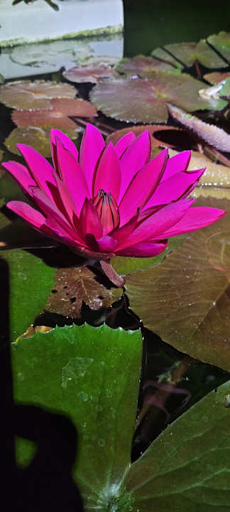 Gartenanlage Santiburi Koh Samui