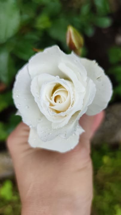 Gartenanlage Appartements Villa Fortuna