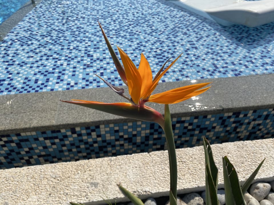 Pool Akra Fethiye Tui Blue Sensatori