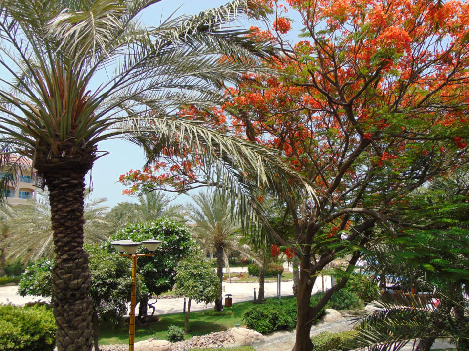 Ausblick Fujairah Rotana Resort & Spa