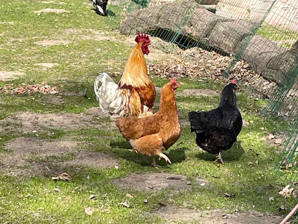 Sonstiges Hotel Zur Heidschnucke