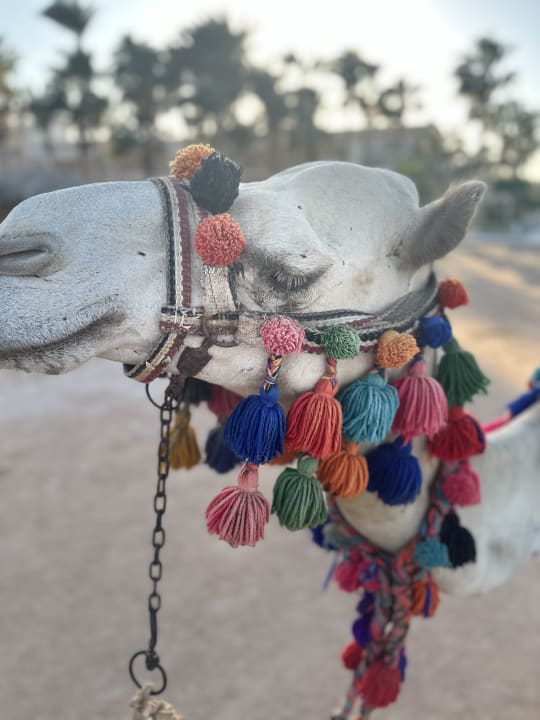 Sonstiges Meraki Resort (Adults Only)