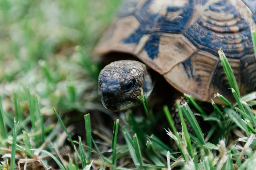 Sonstiges Michelangelo Resort