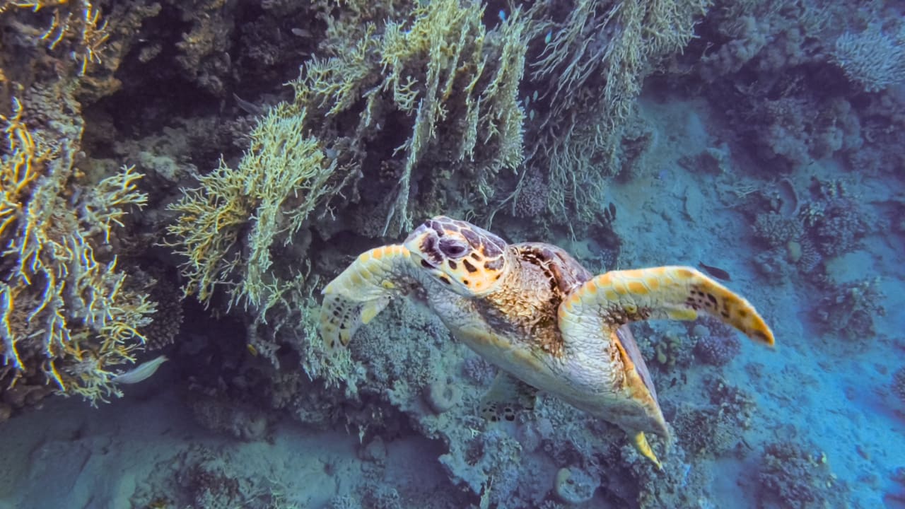 Strand Steigenberger Coraya Beach - Adults only