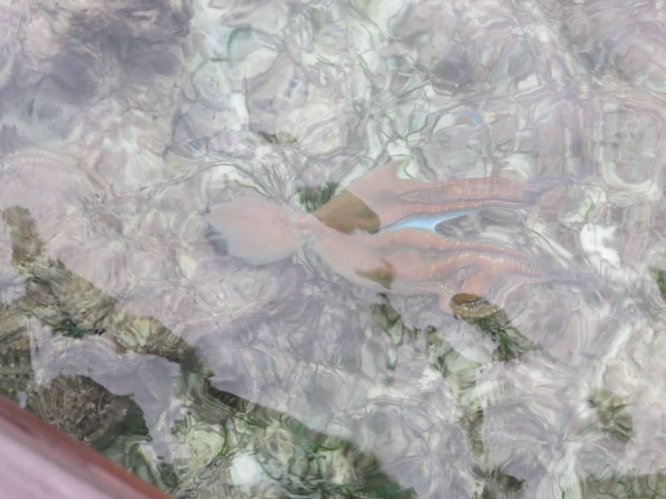 Vom Steg der Ocean Villa fotografierter Octopus Adaaran Select Hudhuran Fushi - Premium All Inclusive