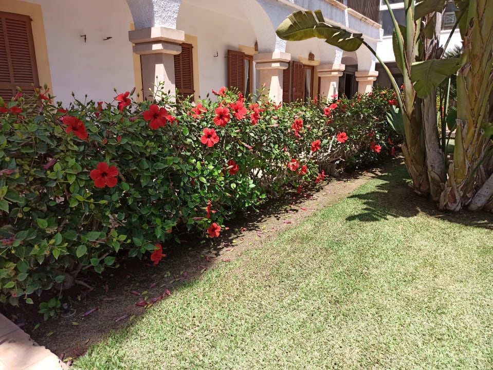 Gartenanlage Hotel Beach Club Font de Sa Cala