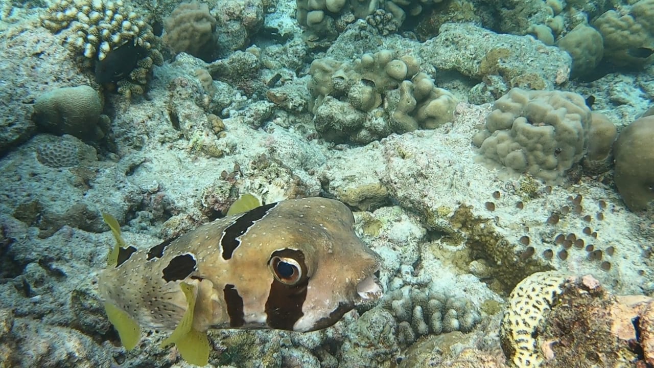 Sport & Freizeit NH Collection Maldives Reethi Resort