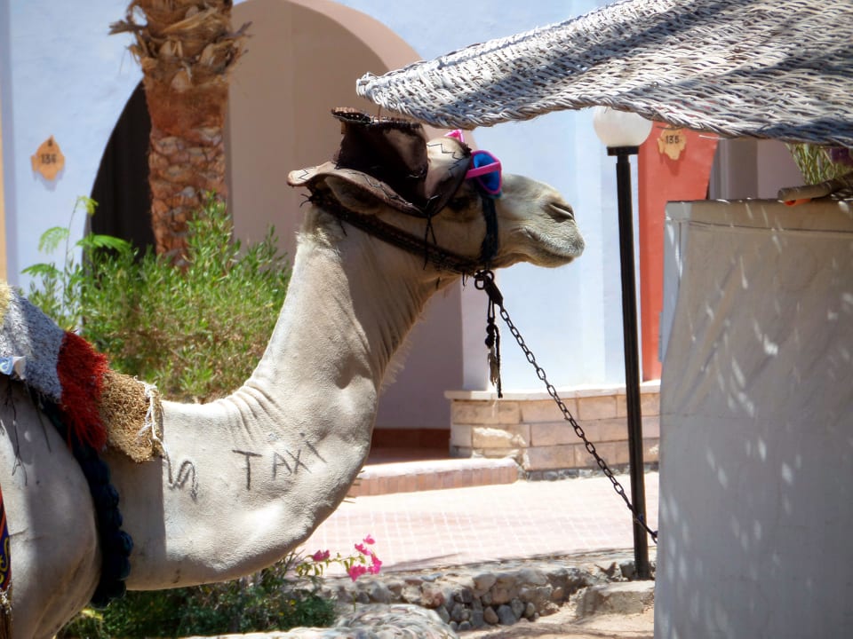 "Strand-Taxi" Arabia Azur Resort