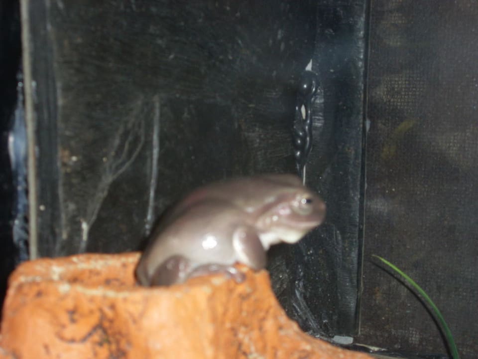 Dschungelland Ferienwohnungen Ferienpark Weissenhäuser Strand