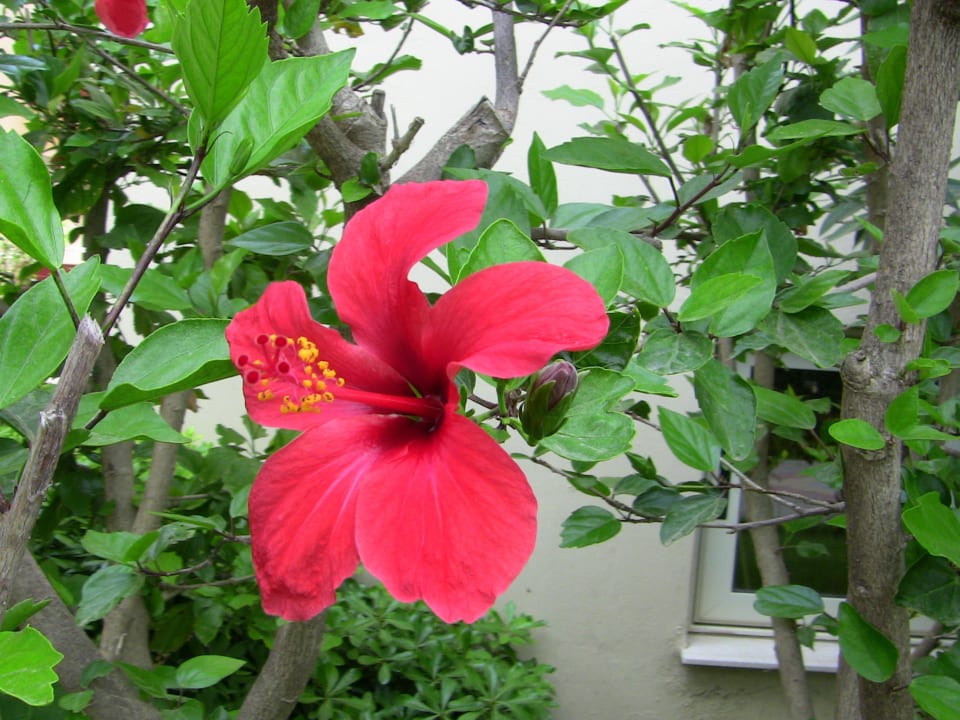 Weitere Blumen in der Anlage Hotel Orfeus Park
