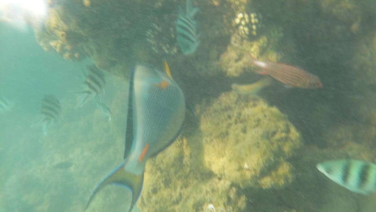 Am Strand, Fische am Riff Pickalbatros Alf Leila Wa Leila Resort - Neverland Hurghada