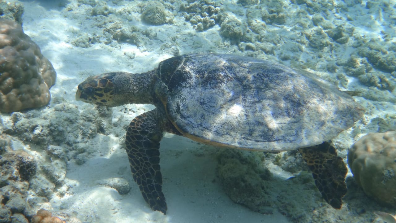 Turtle NH Collection Maldives Reethi Resort