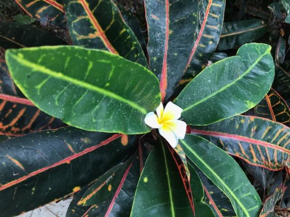 Gartenanlage SAii Koh Samui Villas (adult only 12+)