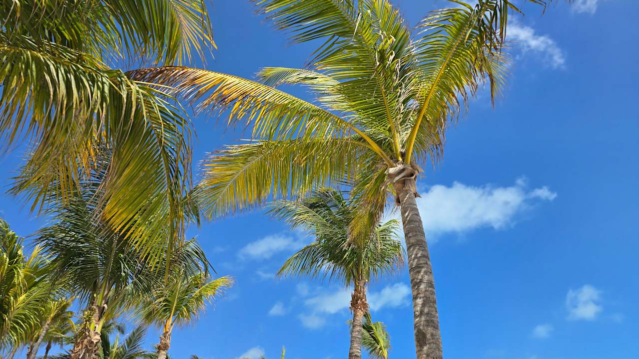 Strand Hotel Riu Caribe