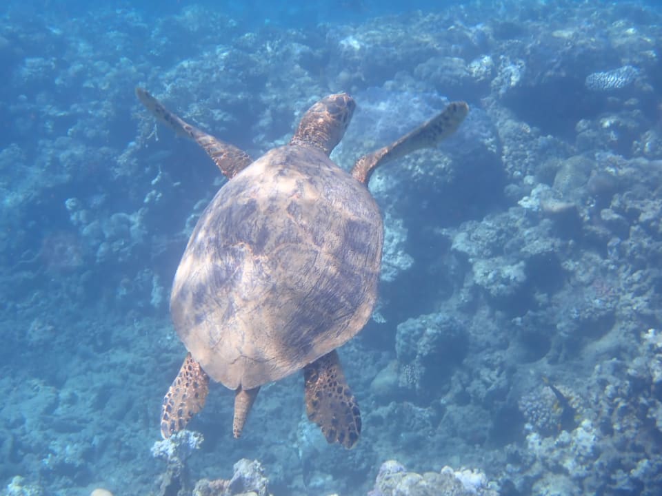 Sport & Freizeit Three Corners Equinox Beach Resort