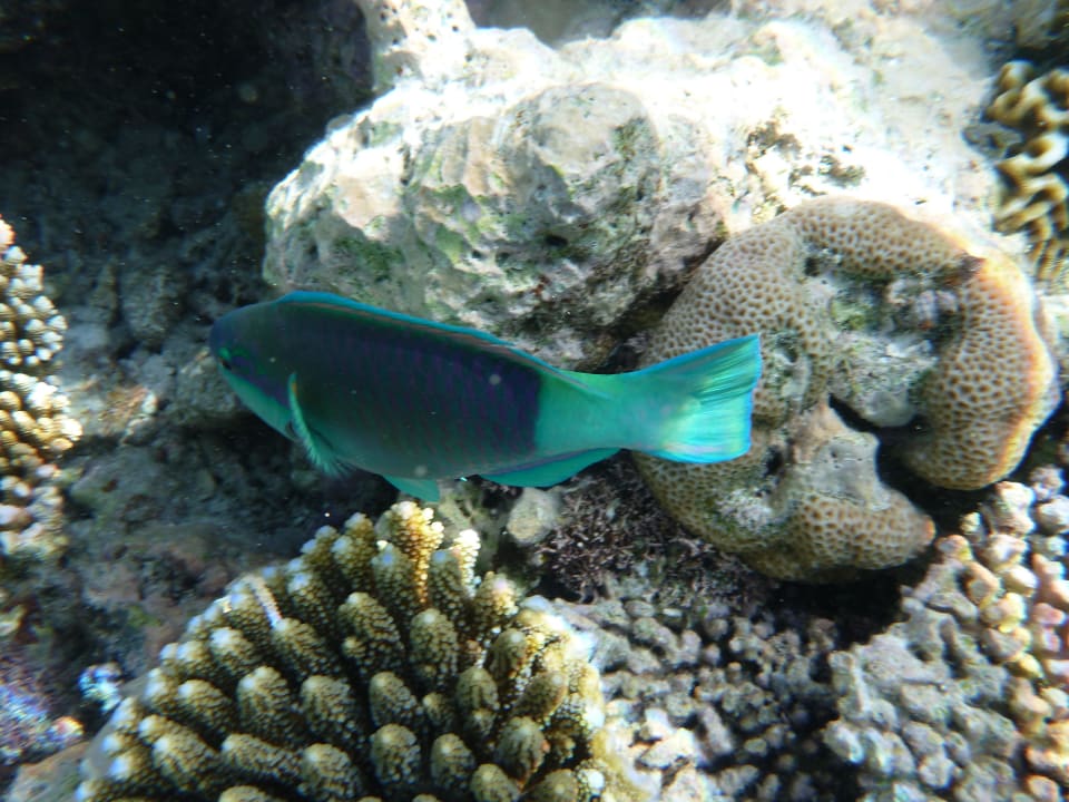 Hotel Meeru Island Resort Meeru Maldives Resort Island