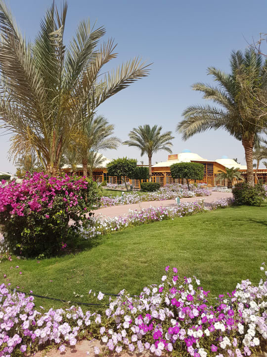 Gartenanlage Desert Rose