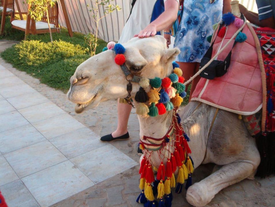 Kamel Panorama Bungalows Resort El Gouna