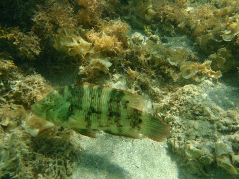 In der "Badewanne" Sentido Akassia Beach